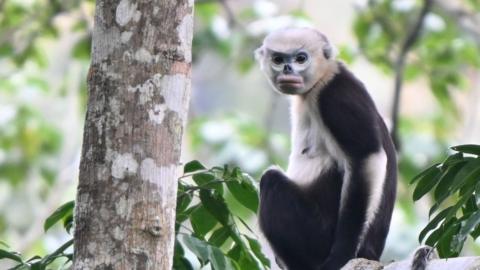 A black and white monkey with a blue face