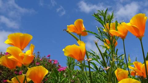 Orange tulips and some pink flowers against the backdrop of a bright blue sky