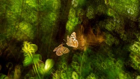John Waters won the Animal Behaviour category with this snap of two speckled wood butterflies chasing each other
