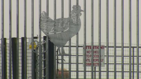 A picture of a chicken on a silver fence. A sheep is behind the fence. A sign, partially obstructed, says attention: no vehicle to proceed until properly disinfected.