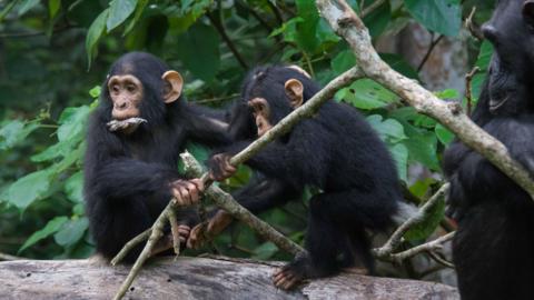 Two chimpanzees interacting  outside in a forest. One of them has what looks like a leaf in its mouth.