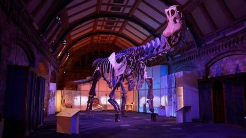 A skeleton of a very large dinosaur with a long neck in a large room at the Natural History Museum. 
