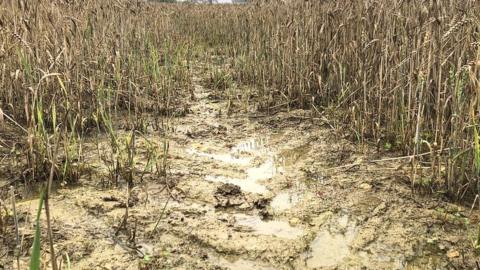 Flattened muddy wheat field