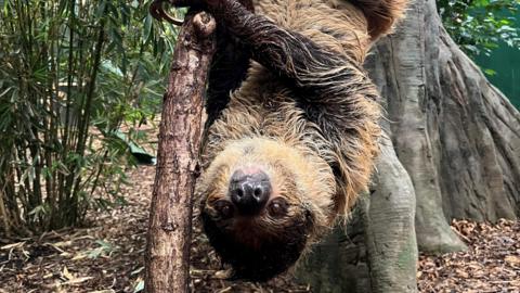 Sally the sloth is hanging upside down on a small tree with bamboo behind her to the left and a larger tree trunk on the right.