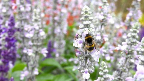 A bee taking pollen from a flower. There are blurred flowers in the background which are purple and white or a mixture of the two colours.  