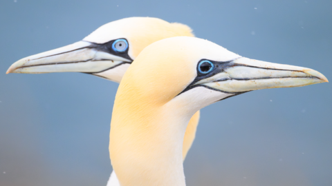 Gannets at Troup Head