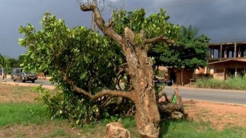 A kola tree cut down in Ghana