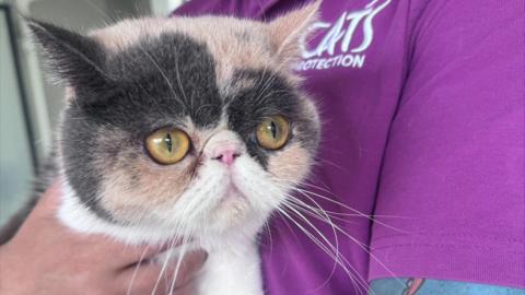 Cat with flat face