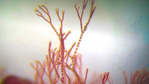 A strand of red seaweed on a white backdrop