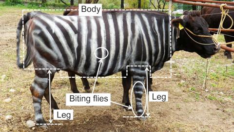 A cow painted with zebra stripes