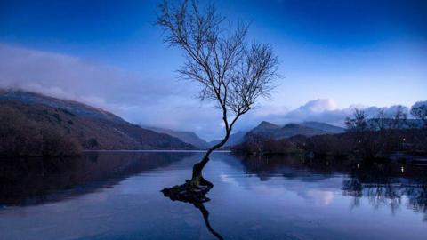 A solitary tree submerged in water