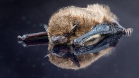A bat 