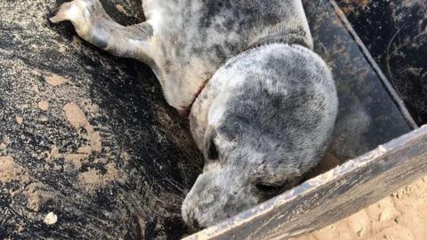 The seal with a fishing line around neck