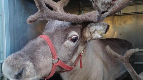 A reindeer in a trailer wearing a red harness. The antlers of a second reinder can be seen in the bottom right of the picture.