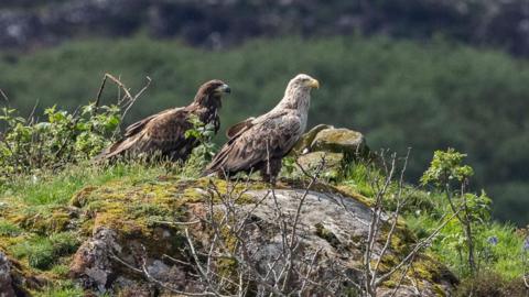 White-tail eagle