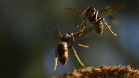 Asian hornets