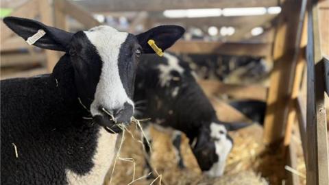 A black and white sheep looks at the camera as it eats hay within a stable. Another sheep can be seen in the background with its nose in the hay.