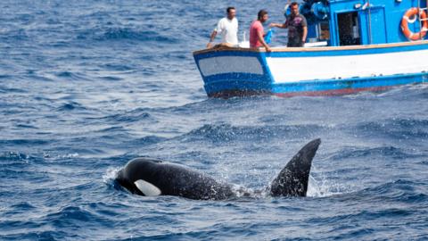 A killer whale surfaces near a small fishing boat. We can see most of its fin poking out of the water, and its nose, along with the white oval patch common to the species. In the background we can see the blue fishing boat, which has a wide white stripe running around the hull. Three fishermen sit at the back of the craft, watching the creature closely.