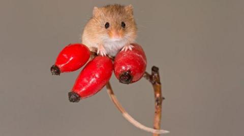 A tiny harvest mouse on top of three red berries