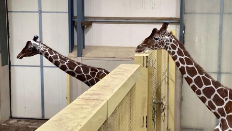 Two giraffes at the Bristol Zoo Project. They are seen in an indoors enclosure, on either side of a large yellow gate or fence. 