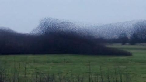 A murmuration low on a field