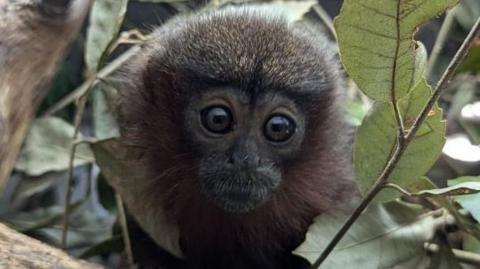 A picture of the titi monkey named after Nigel the volunteer