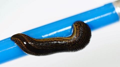 The leech has dark brown and yellowish colours. It is attached to blue coloured tube.