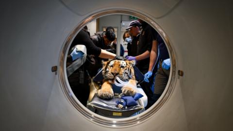 An orange tiger with black stripes, seen through the round interior of a CT scan machine. The tiger is sedated on a stretcher with two plastic tubes in its mouth and multiple people in matching polo shirts and latex gloves around it.
