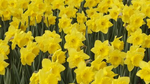 A field full of yellow daffodils in full bloom with green stalks