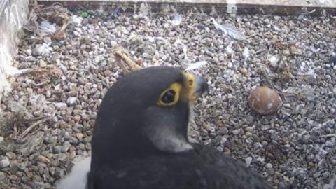 A falcon sits by one chick with an unhatched egg to its right.
