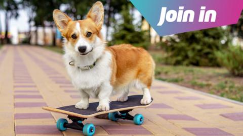 A corgi dog stands on a skateboard. In the corner it says 'join in'