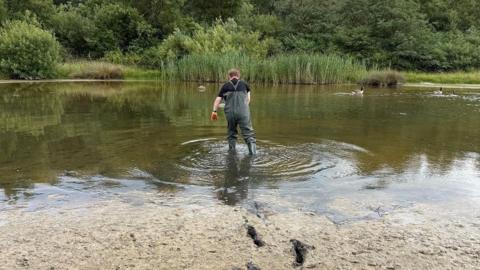 The back of a man wading into a pond with waterproof overalls on. He has short brown hair and is wearing orange gloves and looking down at the water. There are some geese on the pond and weeds in the distance. The pond is surrounded by greenery. 