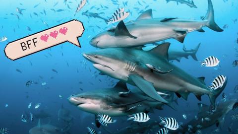 Three bull sharks swim in waters surrounded by small stripey fish. There is a graphic that is pixelated like a cartoon speech bubble that says BFF with three love hearts