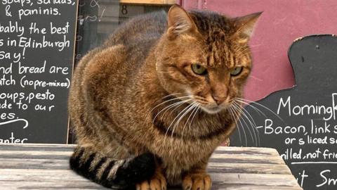 Hugo the cat is sitting on a table. He is brown with a stripy brown and black tail.