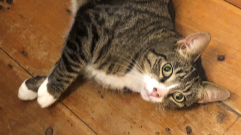 Gregory the cat laying on wooden floor boards looking up at the camera.