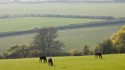 Three bay horses graze on a field in the Cotswolds as a valley slopes upwards behind them.