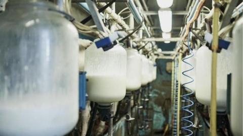 Milk can be seen flowing into large jars, that are in a long line and side by side in an industrial warehouse type building. wires and tubes can be seen in several part so the image.