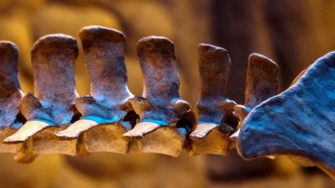 A close up of bones in an animal's spine
