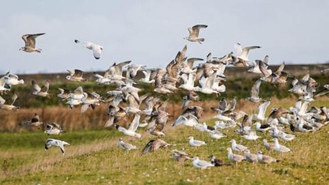 A flock of white seabirds take flight from the land