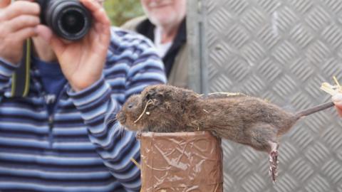 A water vole is pictured with a person pointing a camera at it in the background