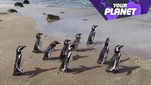 Penguins on a beach