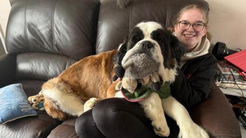 A girl with glasses sitting on a sofa and smiling as her big brown and white St Bernard dog rests on her lap with a toy in its mouth.