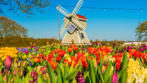 A windmill on a field with red, yellow, and pink tulips surrounding it