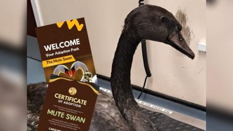 A swan with what looks like oil covering it form head to tail feather. It looks to be on some kind of large scales like they use in vets for dogs. There is an overlay of an adoption pack for the hospital, which helps them raise funds. A coiled cord hangs down behind the swan and the swan is in a treatment room. 