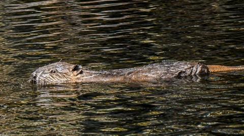 A beaver swimming a river. It has brown fur and is wet.