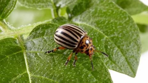 A potato beetle stood on a green leaf. The beetle has cream and black stripes on its body and orange and black spots on its head.