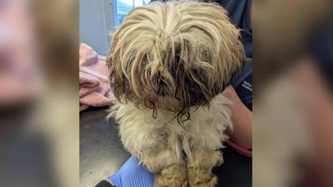 A picture of Charlotte, a Shih Tzu dog. The animal has matted fur.