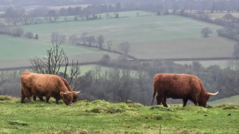 Highland cows pictured against the backdrop of the Hampshire countryside in Petersfield.