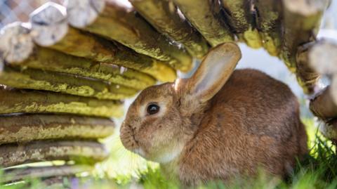 A bunny takes shelter from the sun under some wooden sticks