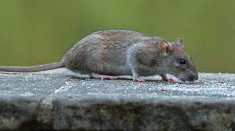 A rat is seen scurrying across a stone wall. It has a long tail, short ears and can be seen sniffing at some food.
